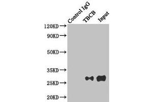 Immunoprecipitating TBCB in Hela whole cell lysate Lane 1: Rabbit control IgG instead of (1 μg) instead of ABIN7173734 in Hela whole cell lysate. (TBCB 抗体  (AA 1-244))