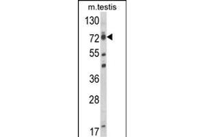 Western blot analysis of ELL Antibody (C-term) (ABIN653432 and ABIN2842876) in mouse testis tissue lysates (35 μg/lane). (ELL 抗体  (C-Term))