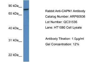 Western Blotting (WB) image for anti-Calpain 1, Large Subunit (CAPNL1) (Middle Region) antibody (ABIN2788625) (CAPNL1 抗体  (Middle Region))