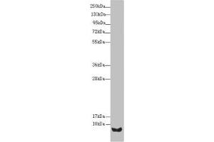Western blot All lanes: UQCR10 antibody at 2. (UQCRC1 抗体  (AA 1-63))