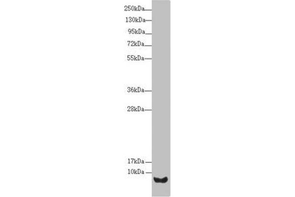UQCRC1 Antikörper  (AA 1-63)
