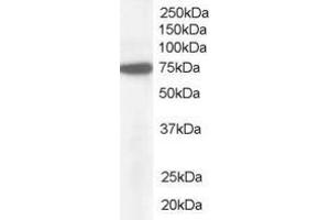 Image no. 1 for anti-Nucleoporin 85kDa (NUP85) (AA 598-610) antibody (ABIN292534) (NUP85 抗体  (AA 598-610))