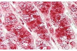 Detection of GLa in Human Adrenal Gland Tissue using Polyclonal Antibody to Galactosidase Alpha (GLa) (GLA 抗体  (AA 147-371))