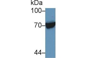Western Blot; Sample: Human Raji cell lysate; Primary Ab: 5µg/ml Rabbit Anti-Human HSPA1L Antibody Second Ab: 0. (HSPA1L 抗体  (AA 1-641))