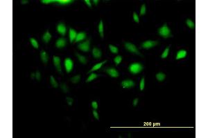 Immunofluorescence of purified MaxPab antibody to NDUFA13 on HeLa cell. (NDUFA13 抗体  (AA 1-144))