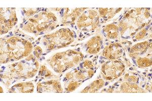 Detection of LMNB1 in Human Stomach Tissue using Anti-Lamin B1 (LMNB1) Monoclonal Antibody (Lamin B1 抗体  (AA 52-233))