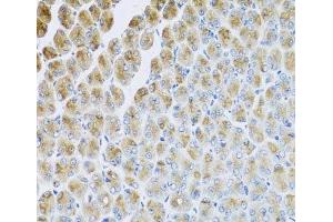Immunohistochemistry of paraffin-embedded Mouse stomach using AP1M2 Polyclonal Antibody at dilution of 1:100 (40x lens). (AP1m2 抗体)