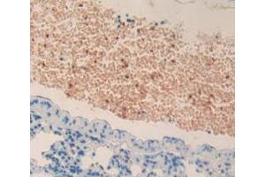 Figure. (MPL 抗体  (AA 66-260))