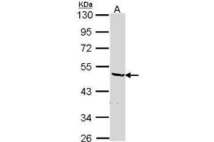 WB Image Sample (30 ug of whole cell lysate) A: Hep G2 , 10% SDS PAGE antibody diluted at 1:1000 (HNRNPF 抗体)