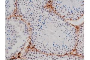 ABIN6267362 at 1/200 staining Mouse testis tissue sections by IHC-P. (MAPT 抗体  (pThr205))