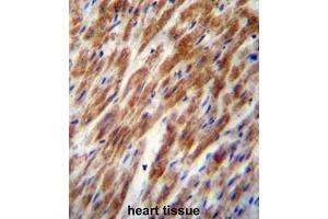 CHI3L2 Antibody (N-term) immunohistochemistry analysis in formalin fixed and paraffin embedded human heart tissue followed by peroxidase conjugation of the secondary antibody and DAB staining. (CHI3L2 抗体  (N-Term))