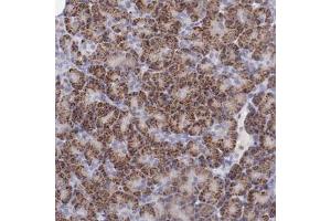 Immunohistochemical staining (Formalin-fixed paraffin-embedded sections) of human pancreas with TRAF3 polyclonal antibody  shows strong cytoplasmic positivity in granular pattern in exocrine glandular cells.