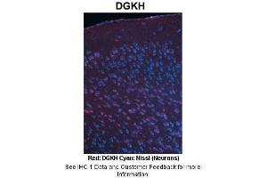 Sample Type :  Adult mouse cortex  Primary Antibody Dilution :  1:500  Secondary Antibody :  Anti-rabbit-Cy3  Secondary Antibody Dilution :  1:1000  Color/Signal Descriptions :  Red: DGKH Cyan: Nissl (Neurons)  Gene Name :  DGKH  Submitted by :  Joshua R. (DGKH 抗体  (Middle Region))
