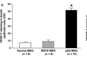 (A) Densitometric analysis of VEGF-C immunofluorescent staining in ductal epithelial cells of primary Sjögren's syndrome (pSS), normal and non-specific chronic sialadenitis (NSCS) minor salivary glands (MSGs). (VEGFC 抗体  (AA 321-415))