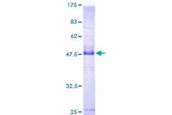 KCNE4 Protein (AA 1-170) (GST tag)