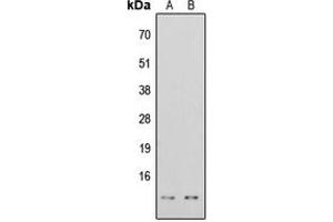 Western blot analysis of Histone H4 (AcK16) expression in HeLa TSA-treated (A), HEK293T TSA-treated (B) whole cell lysates. (Histone H4 抗体  (acLys16, N-Term))