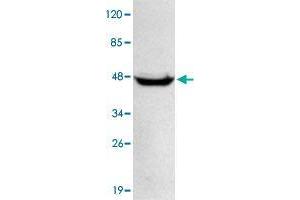 Western blot analysis of HeLa whole cell lysate 40 ug/lane with PPM1A monoclonal antibody  at 1:1000 dilution. (PPM1A 抗体  (N-Term))