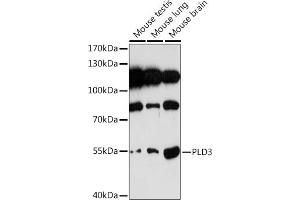 Western blot analysis of extracts of various cell lines, using PLD3 Rabbit pAb (ABIN7269351) at 1:1000 dilution. (PLD3 抗体)