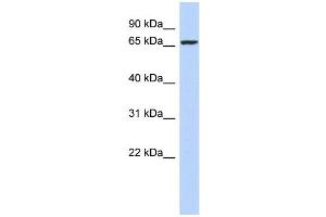 WB Suggested Anti-ZNF432 Antibody Titration:  0. (ZNF432 抗体  (N-Term))