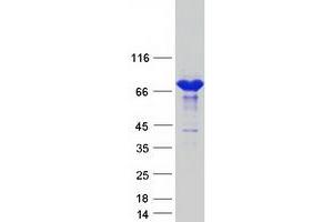 Western Blotting (WB) image for Collagen, Type IV, alpha 3 (Goodpasture Antigen) Binding Protein (COL4A3BP) (Transcript Variant 2) protein (Myc-DYKDDDDK Tag) (ABIN2712422)