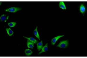Immunofluorescence staining of A549 cells with ABIN7175408 at 1:133, counter-stained with DAPI. (AVPR1A 抗体  (AA 1-52))