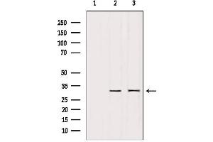 Western blot analysis of extracts from various samples, using PTTG1 Antibody. (PTTG1 抗体  (Internal Region))