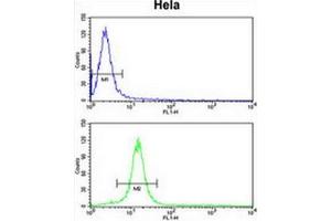 CENPH Antibody (Center) flow cytometry analysis of Hela cells (bottom histogram) compared to a negative control cell (top histogram). (CENPH 抗体  (Middle Region))