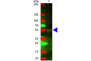 Western Blot of Chicken anti-Rabbit IgG (H&L) Antibody Texas Conjugated antibody. (小鸡 anti-兔 IgG (Heavy & Light Chain) Antibody (Texas Red (TR)) - Preadsorbed)
