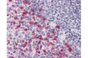 Anti-CD53 antibody IHC of human spleen. (CD53 抗体  (FITC))