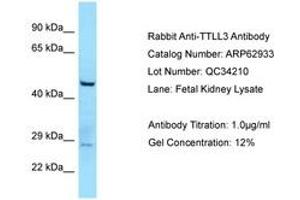 Image no. 1 for anti-Tubulin tyrosine Ligase-Like Family, Member 3 (TTLL3) (AA 812-861) antibody (ABIN6749958) (TTLL3 抗体  (AA 812-861))