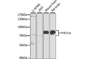 Western blot analysis of extracts of various cell lines, using PHF21A antibody (ABIN1980346) at 1:1000 dilution. (PHF21A 抗体)