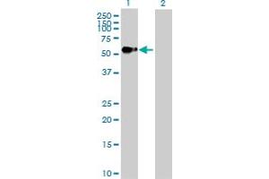 Western Blot analysis of AGER expression in transfected 293T cell line by AGER MaxPab polyclonal antibody. (RAGE 抗体  (AA 1-404))