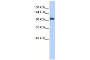 Image no. 1 for anti-Ring Finger Protein 31 (RNF31) (C-Term) antibody (ABIN6740806) (RNF31 抗体  (C-Term))