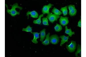 Immunofluorescence staining of A549 cells with ABIN7140106 at 1:50, counter-stained with DAPI. (PPP1R13L 抗体  (AA 83-102))