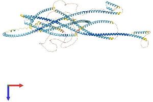 KTN1 Protein (AA 1-1327) (His tag)