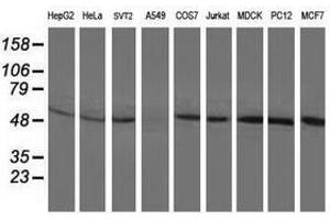 Image no. 2 for anti-Beclin 1, Autophagy Related (BECN1) antibody (ABIN1496867) (Beclin 1 抗体)