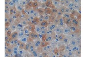Detection of MAPT in Mouse Liver Tissue using Polyclonal Antibody to Tau Protein (MAPT) (tau 抗体  (AA 92-400))