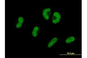 Immunofluorescence of purified MaxPab antibody to USP53 on HepG2 cell. (USP53 抗体  (AA 1-188))
