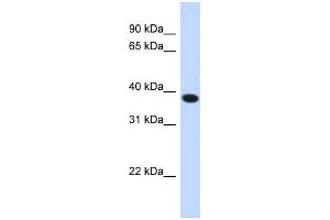 Western Blotting (WB) image for anti-Acyl-CoA Binding Domain Containing 4 (ACBD4) antibody (ABIN2459337) (ACBD4 抗体)