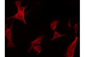 ABIN6278595 staining HepG2 by IF/ICC. (Neurofibromin 1 抗体)