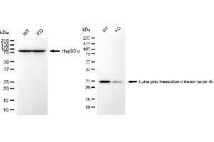 Western blotting analysis using eukaryotic translation initiation factor 4E antibody (ABIN7798528). (Recombinant EIF4E 抗体)