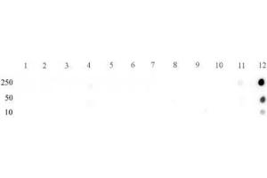 STAT5A/B phospho Tyr694/Tyr699 rabbit pAb tested by dot blot analysis. (STAT5 A/B 抗体  (pTyr694, pTyr699, Tyr699))