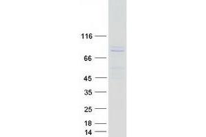 Western Blotting (WB) image for Aryl Hydrocarbon Receptor Nuclear Translocator-Like (ARNTL) (Transcript Variant 1) protein (Myc-DYKDDDDK Tag) (ABIN2714936)