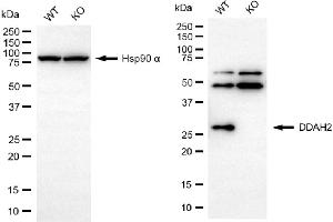 Western blotting analysis using DDAH2 antibody (ABIN7798343).