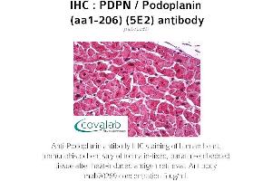 Image no. 1 for anti-Podoplanin (PDPN) (AA 1-206) antibody (ABIN1723215) (Podoplanin 抗体  (AA 1-206))