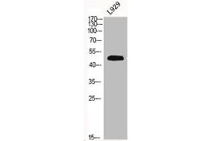 Western Blot analysis of L929 cells using Fibulin-5 Polyclonal Antibody