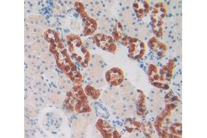 IHC-P analysis of kidney tissue, with DAB staining. (CHI3L1 抗体  (AA 117-364))