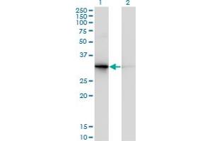 Western Blot analysis of PDYN expression in transfected 293T cell line by PDYN monoclonal antibody (M01), clone 2E12. (PDYN 抗体  (AA 205-254))