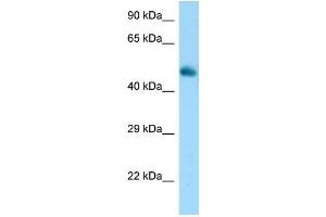 WB Suggested Anti-Frs3 Antibody Titration: 1. (FRS3 抗体  (C-Term))
