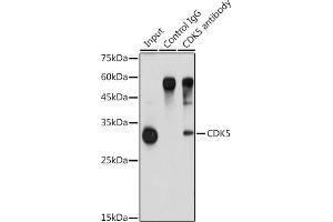 Immunoprecipitation analysis of 900 μg extracts of A-549 cells using 3 μg CDK5 antibody (ABIN6129236, ABIN6138319, ABIN6138320 and ABIN6221397).